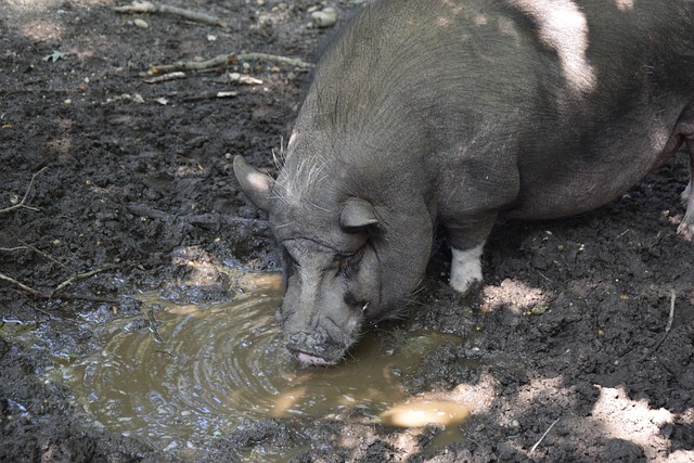 北京时间12月11日凌晨，皇马在欧冠联赛阶段第6轮主场1-2遭曼城逆转。