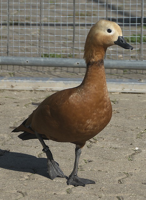 钱加霍伊伦